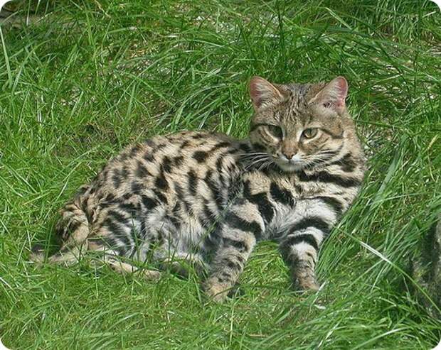 Черноногая кошка