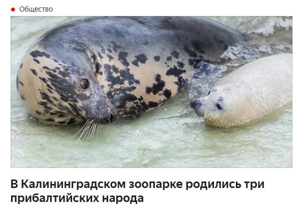 12 смешных заголовков от гугл-переводчика