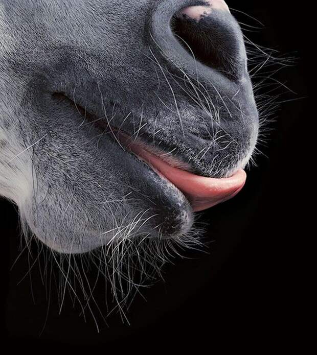 Фотопроект Equus: Красота Лошади