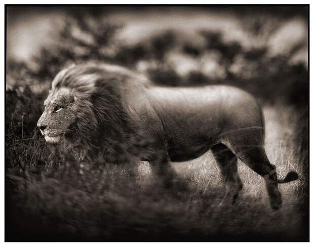 фотографии африки. Nick Brandt