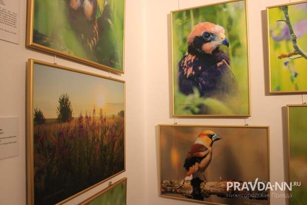 Выставки и концерты ждут нижегородцев в выходные
