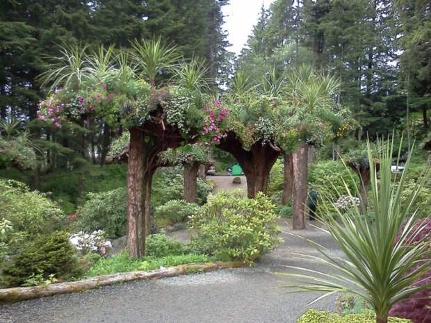 необычные деревья-клумбы в ботаническом саду Glacier Gardens на Аляске ОПРОКИНУТЫЕ ДЕРЕВЬЯ В ЭКЗОТИЧЕСКОМ САДУ