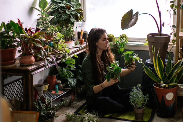 5 комнатных растений, которые помогут не заболеть этой зимой, — но есть одно условие