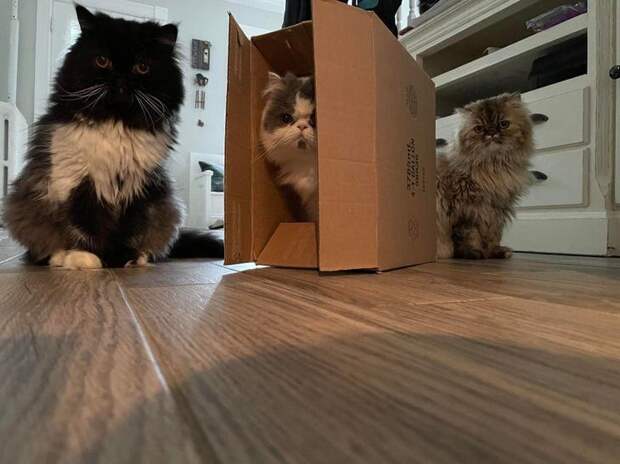 Котики и коробки - любовь навечно) 😺
