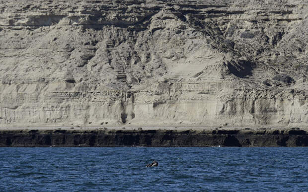 Южный кит высунул из воды морду