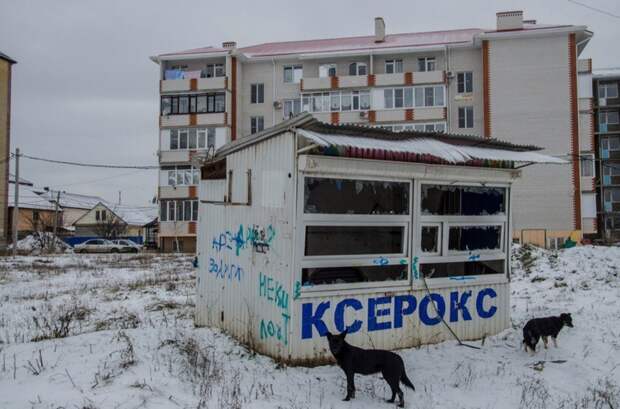 Российская действительность и собаки город, животные, собака, эстетика
