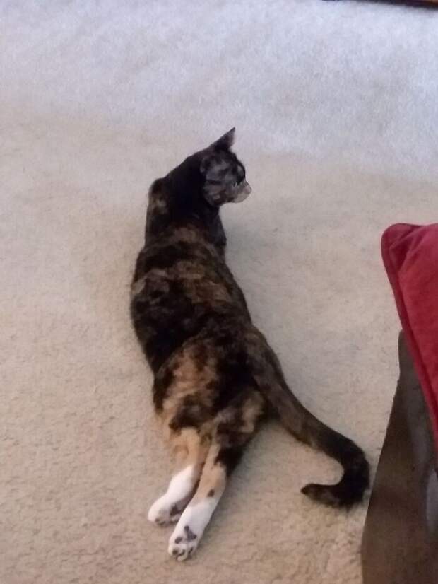 Bigpicture.ru забавных фото с животными, которые гарантированно поднимут вам настроение