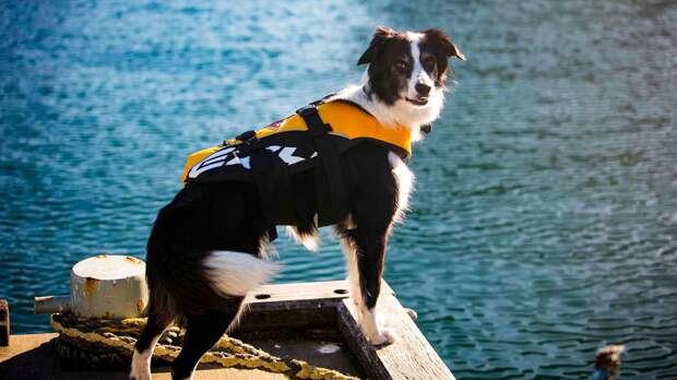 Bailey is the Australian National Maritime Museum's new seagull chaser.