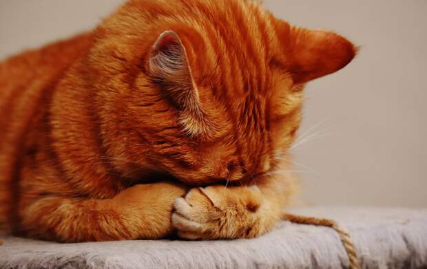 кошачьи слёзы кот