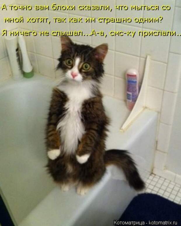 Новая котоматрица (39 фото)