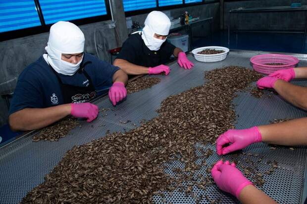 Производство снэков из сверчков в Таиланде Фото Sakchai Lalit /AP/TASS