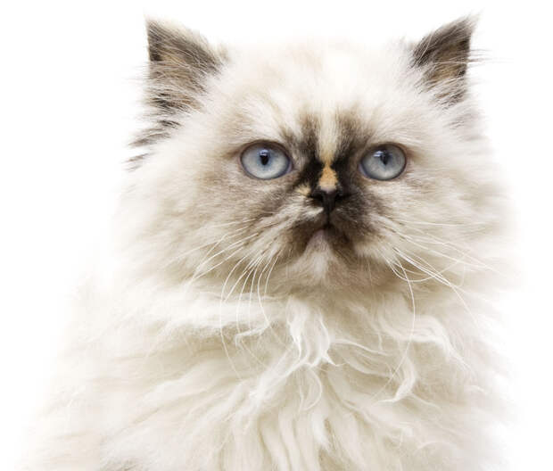 iStock_000008945645_Full.jpg