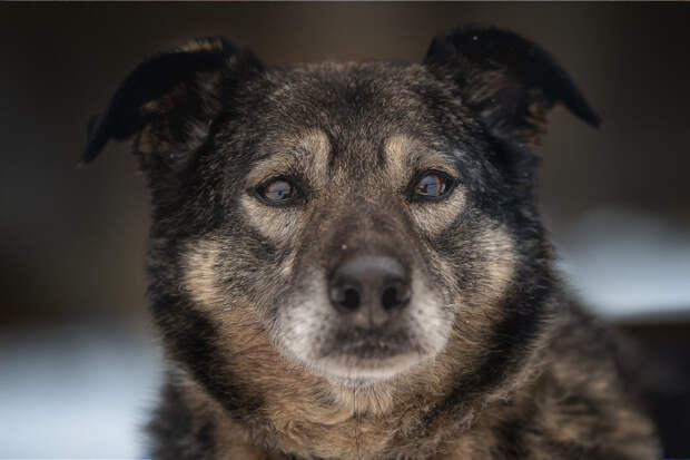 НИЧЬЁ СТАРИЧЬЁ?