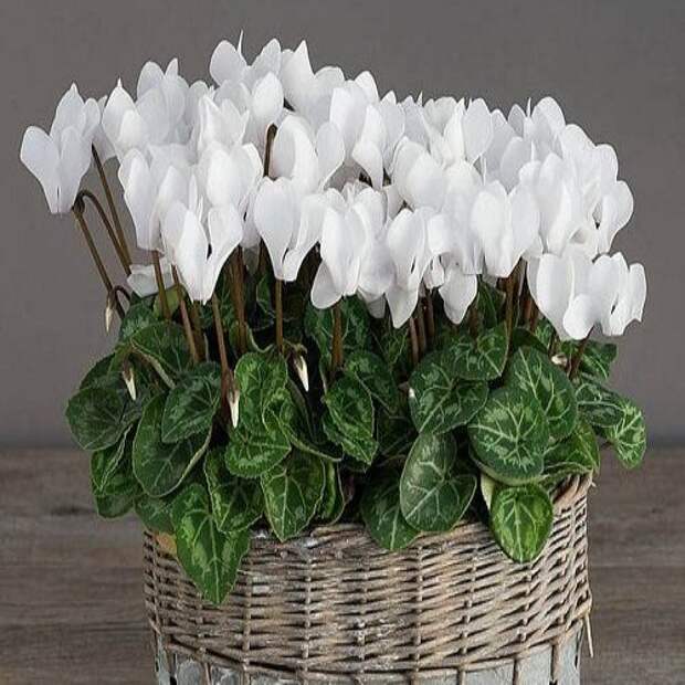 Растения, очищающие энергетику дома от негатива