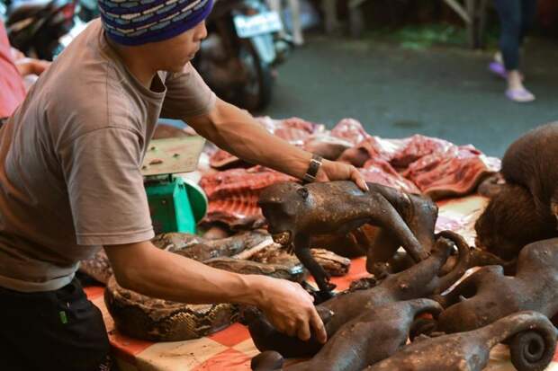 Шокирующие товары с Индонезийского рынка животные, факты