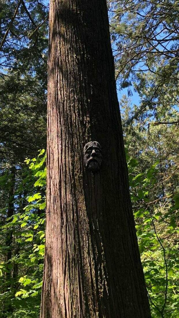 10 неожиданных находок в лесу, которые поставили людей в тупик