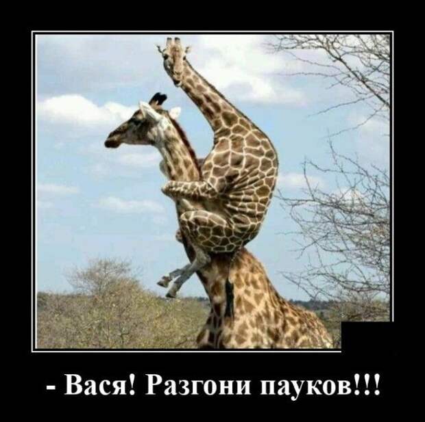 demotivatory-demotivator-smeshnye-demotivatory-demotivator-so-smyslom