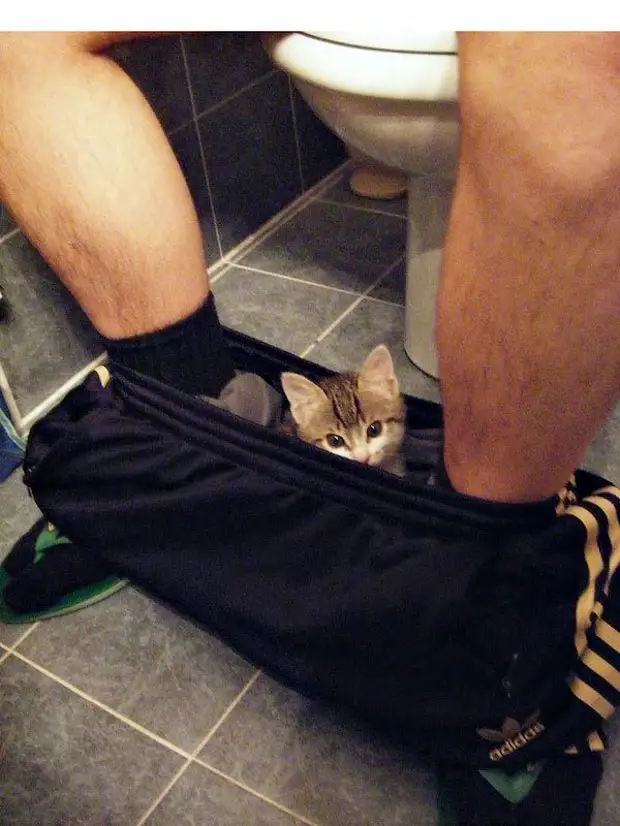 Мужчина сидит в туалете. Кот сидит на унитазе. Кот в туалете с хозяином. Катывтуалетесхазяенам.