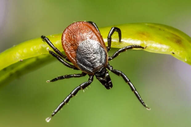 Биолог Ерофеева – о нашествии клещей: «Уже были обращения»