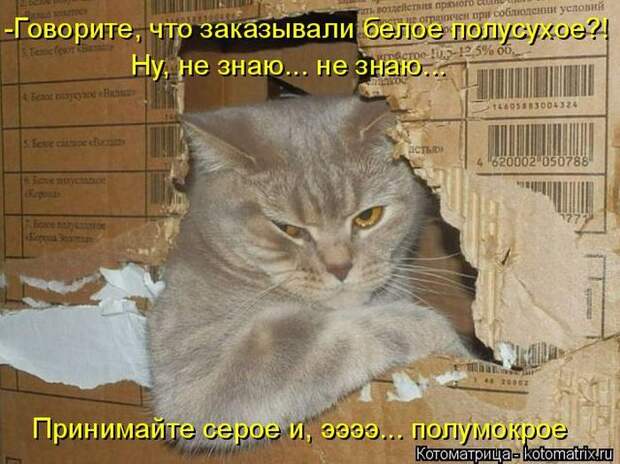 Лучшие котоматрицы недели (50 фото)