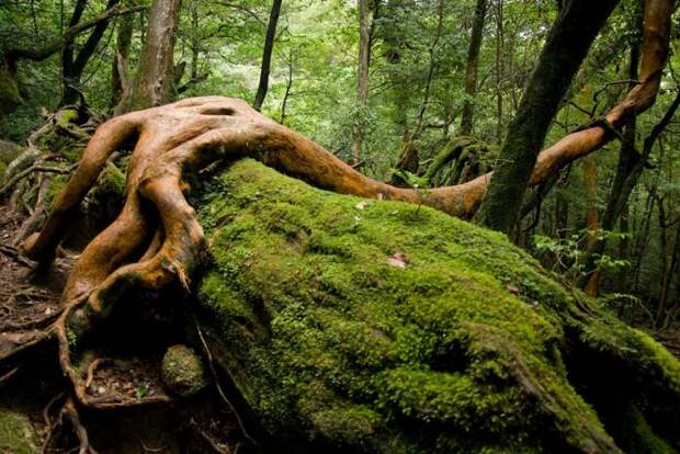 Сказочные леса острова Якусима (12 фото) Сказочные леса острова Якусима (12 фото)