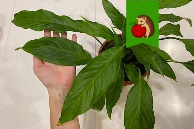 Как добиться крупных листьев у спатифиллума: 5 шагов к пышному растению
