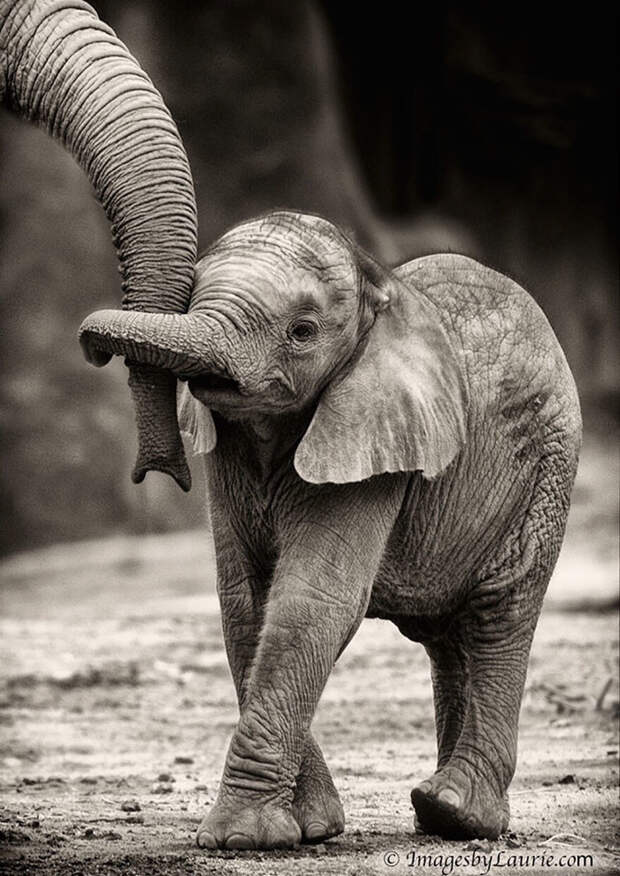 70 очаровательных слонят, которые подарят вам улыбку животные, слоненок, фотография