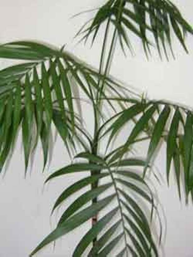 Хамедорея пальма
