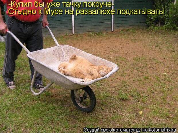 Лучшие котоматрицы недели (50 фото)