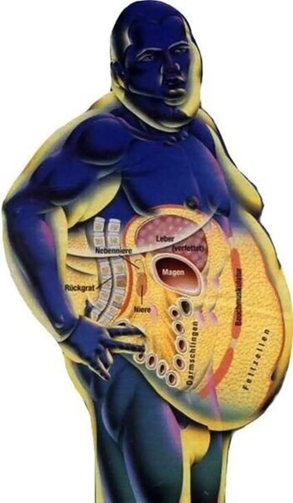 Висцеральный жир внутренних органов