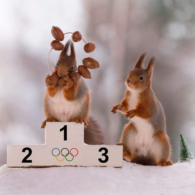 Зимние Олимпийские игры для белок белка, белки, забавные животные, поймай момент, смешные животные, фотограф, фотопроект