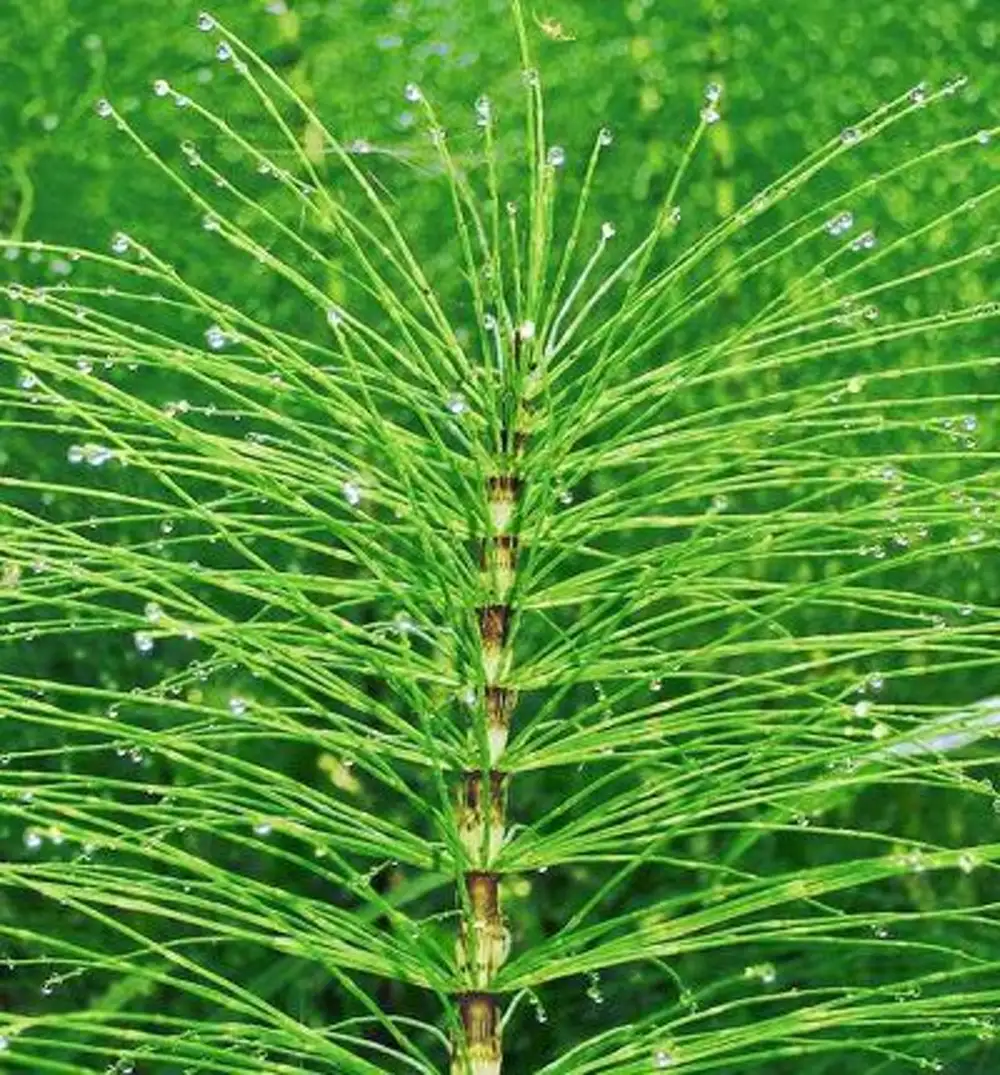 Equisetum arvense extract