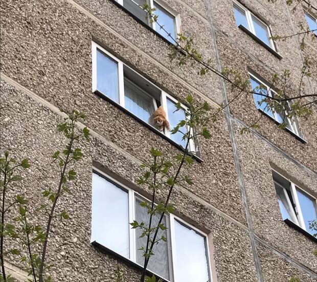 В Екатеринбурге спасли кота, брошенного уехавшими хозяевами и застрявшего в окне