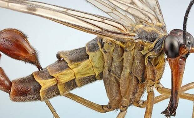 Скорпионова муха насекомые, странные, ужасные, уродливые