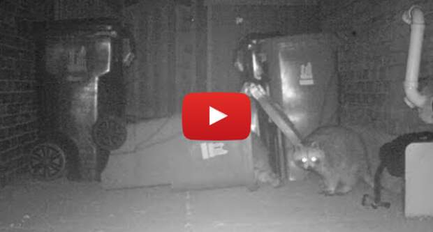 Youtube пост, автор: Toronto Star: Toronto raccoon caught in the act, Attempt #3