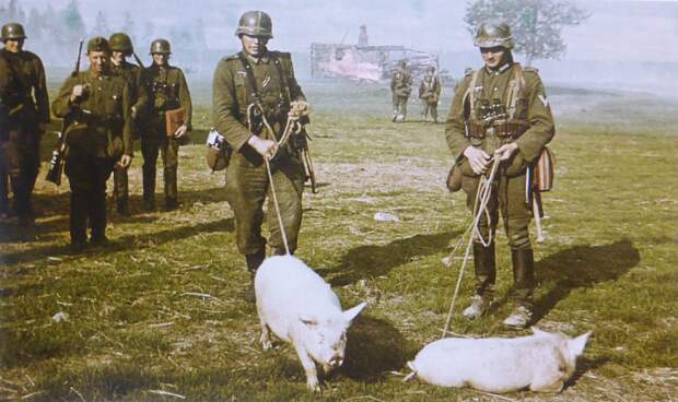 Немцы угоняют свиней из русской деревни