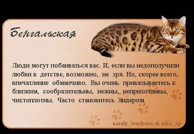 Породы кошек в картинках