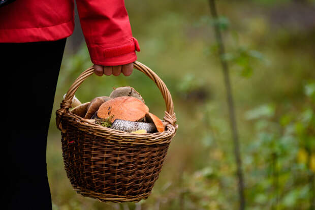 Специалист Тихомиров: сезон сбора грибов откроется в Москве и области 10 апреля