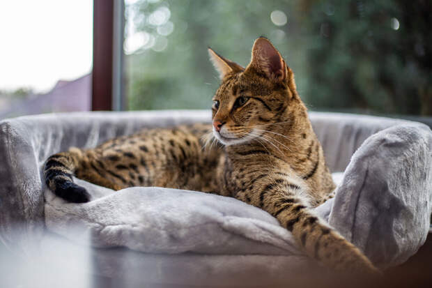 Доцент Меликова: чистоплотные кошки не будут пользоваться загрязненным лотком