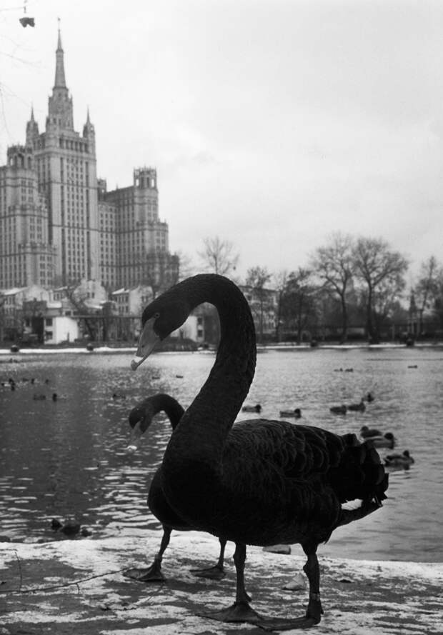 Лебеди в большом пруду Московского зоопарка, 1970 год животные, зоопарк