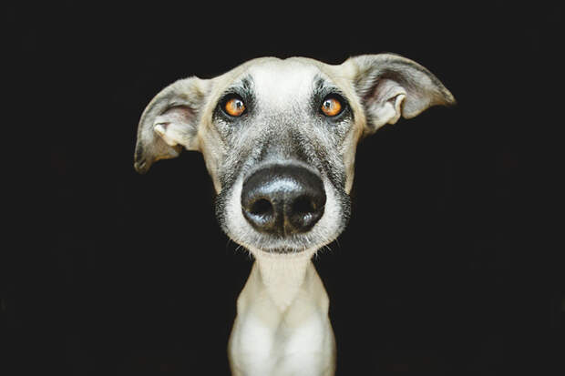 Очень позитивные фотографии собак от Elke Vogelsang