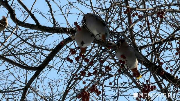 Снег – это ненадолго. В выходные на Урале потеплеет