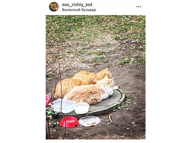 Москвички завели аккаунт в соцсети для помощи кошачьему трио из Текстильщиков