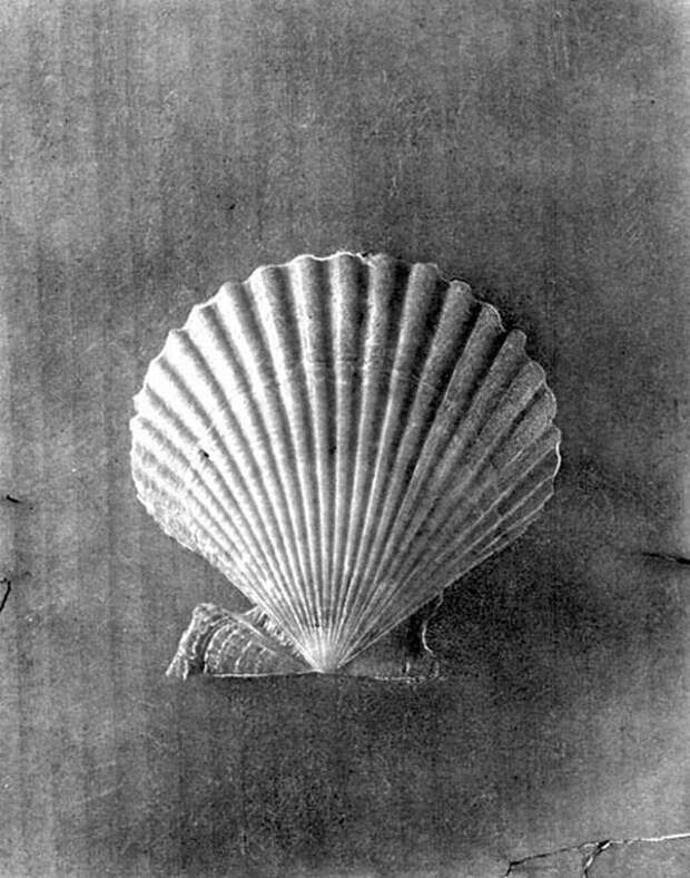 Лучшие фотографии International Photography Awards (IPA) 2007