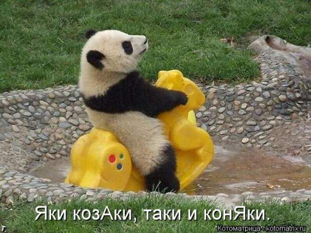Котоматрицы (картинки с надписями)