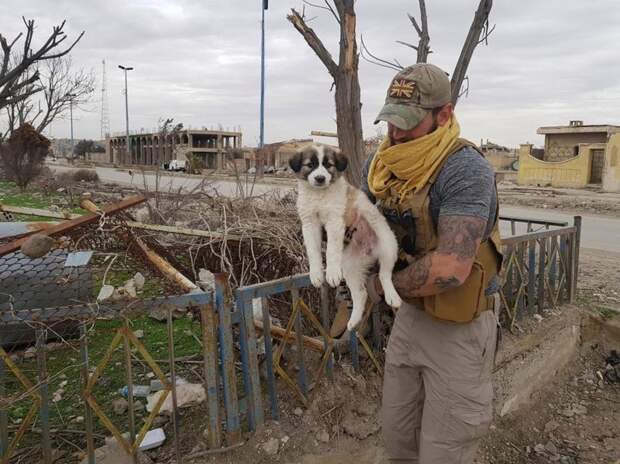 Солдат спас на войне щенка и нашёл в нём спасителя для себя животные, собака, солдат, спасение, щенок