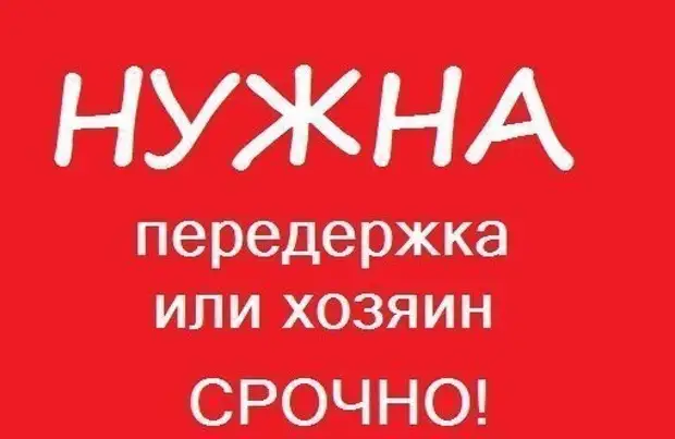 Передержка. Срочно нужна передержка или дом. Нужна передержка с медуходом. Передержка закончилась. Срочно нужен дом или временная передержка.