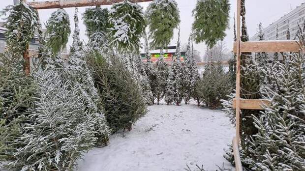 В Ленобласти бесплатно выдают ели к Новому году