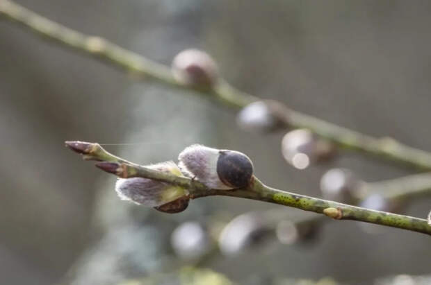 Синоптик Ильин пообещал похолодание в Москве к Вербному воскресенью