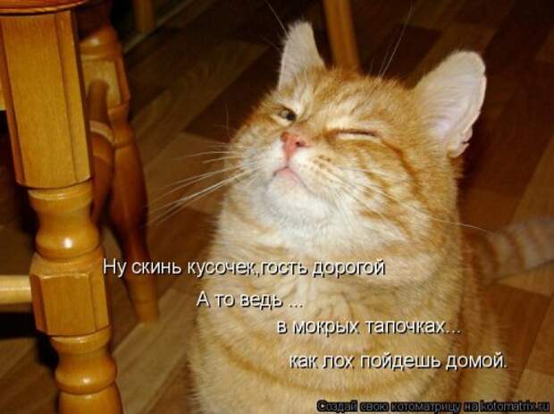 Котоматрица на Бугаге (33 фото)